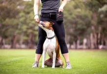 Can Older Dogs Still Make Progress With Dog Training? dog trainers