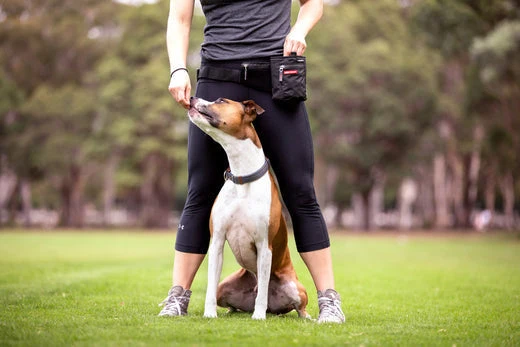 dog trainers