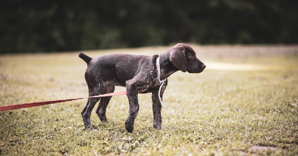 Remove term: puppy training near me puppy training near me